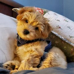 Australian Labradoodles from Tarheel Labradoodles