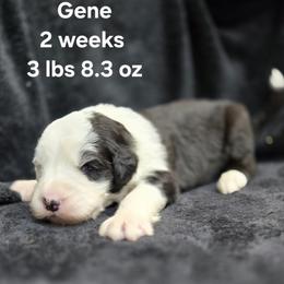 Gene - Gray and white male Old English Sheepdog puppy in Sutherlin, Oregon from Sapphire Eyes Sheepdogs