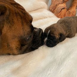 Boxer Puppies from Red Rock Boxers