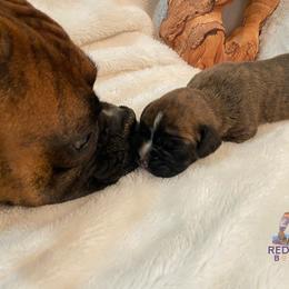 Boxer Puppies from Red Rock Boxers
