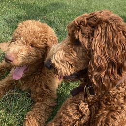 Goldendoodles from Little Creek Doodles