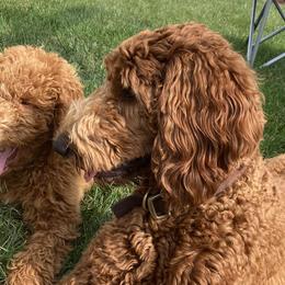 Goldendoodles from Little Creek Doodles