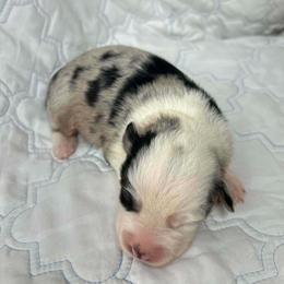 Oreo - Blue merle male Miniature Australian Shepherd puppy in Hokes Bluff, Alabama from Alegria Toy Aussies