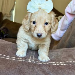Sugar - Cream female Dachshund puppy in Hornbeck, Louisiana from A&Z Mini Dachshunds