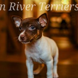 Chocolate boy - White, chocolate and tan male Rat Terrier puppy in Allegan, Michigan from Gun River Terriers