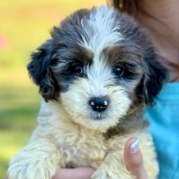 Hazel - Blue merle female Aussiedoodle puppy in Eastman, Georgia from Dood B Ranch