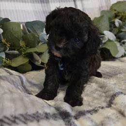 Krissy - Black and tan female Cavapoo puppy in Copan, Oklahoma from Tatums cavapoos