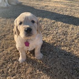 Golden Retriever Puppies from Daniel Ranch Golden Retrievers