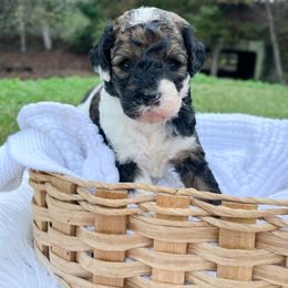 Hurley - Tri-color female Bernedoodle puppy in Grove, Oklahoma from Guinn Family Farms