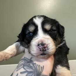Panda - Black tri-color male Australian Shepherd puppy in London, Kentucky from Kenmont Kennels