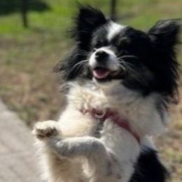 Pomeranians from Countryside Pomeranians