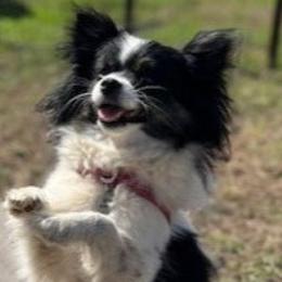 Pomeranians from Countryside Pomeranians