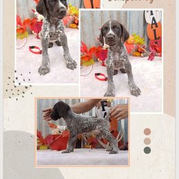 Boy 2 - Liver roan male German Shorthaired Pointer puppy in Laporte, Minnesota from Northern Odyssey Gun Dogs