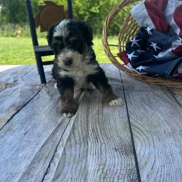 Tucker - Tri-color male Bernedoodle puppy in Moulton, Iowa from Shondel Puppy Paws