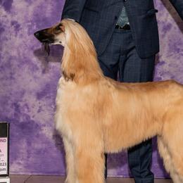 Afghan Hounds from Pamela Winkelmeier