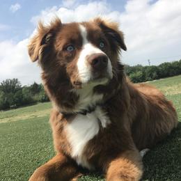 Jimmy - Australian Shepherd