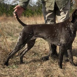 German Shorthaired Pointers from Ivan Haus Kennel