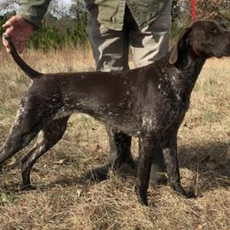 German Shorthaired Pointers from Ivan Haus Kennel