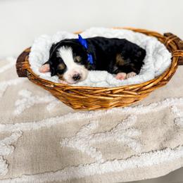 Charlotte - Tri-color female Bernedoodle puppy in West Haven, Utah from Split Mountain Doodles