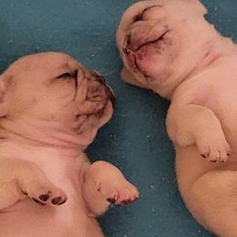 French Bulldogs from Diamond Trixies French Bulldogs