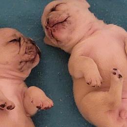 French Bulldogs from Diamond Trixies French Bulldogs