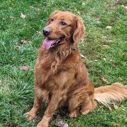 Max - Golden Retriever