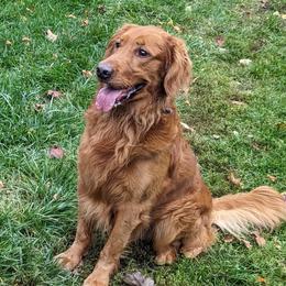 Max - Golden Retriever