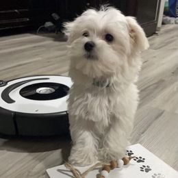 Maltese, Maltipoo, and Poodle Puppies from Healing Pawz LLC