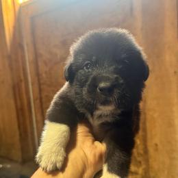 Boy 4 Wrangler blue collar - Black male Anatolian Pyrenees puppy in Clifton, Illinois from Mcginnis Guardian Dogs