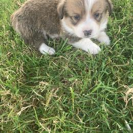 Pembroke Welsh Corgi Puppies from Red Wagon Farm