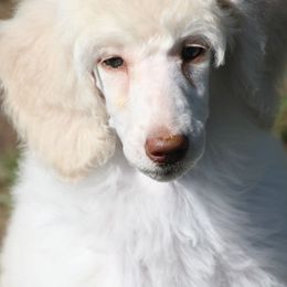 Cream girl - Cream Poodle puppy in Caldwell, Ohio from Noble Hill Standard Poodles