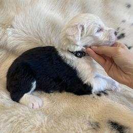 Show Pick Male Puppy 3 - Gray and white male Old English Sheepdog puppy in Tulsa, Oklahoma from Yadah Sheepdogs