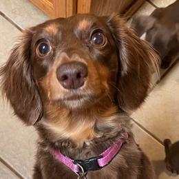 Bailey - Dachshund