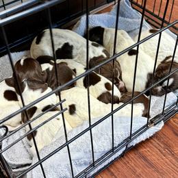 Mae - Brown and gray female Wirehaired Pointing Griffon puppy in Shelbyville, Texas from AndersonK9Kennels Bayou Beards