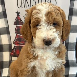 Bluey - Yellow and white male Bernedoodle puppy in Sparrows Point, Maryland from Rosie’s Puppies