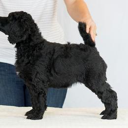 Poodle Puppies from Anutta Poodles