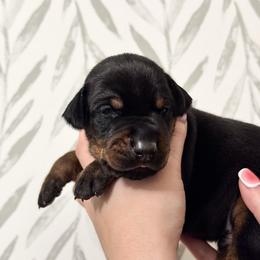 Boy 4 - Doberman Pinscher puppy from Imperium Dobermann Kennel
