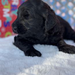 Goldendoodle Puppies from Arizona Doodles