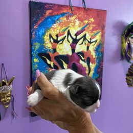 Chihuahua Puppies from King Chihuahuas