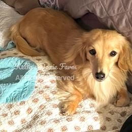 Tee - Dachshund