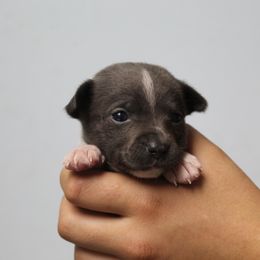Mercury - Blue and white female Chihuahua puppy in Willamina, Oregon from Cherished Chihuahuas