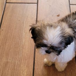 Shih Tzus from Sassy Shih Tzu