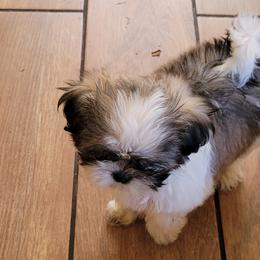 Shih Tzus from Sassy Shih Tzu
