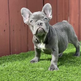 French Bulldog Puppies from Xklusive frenchies