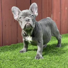 French Bulldog Puppies from Xklusive frenchies