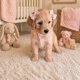 Nellie red - Apricot female Goldendoodle puppy in Aurora, Illinois from Chicago Goldendoodles