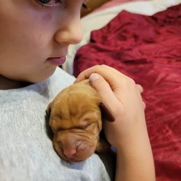 Vizsla Puppies from Clay's Vizsla