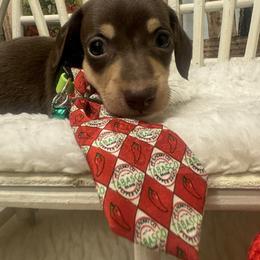 ROCKY - Chocolate and tan male Dachshund puppy in Polo, Missouri from Blue Tails Farm