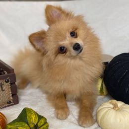 Pooh Bear - Pomeranian