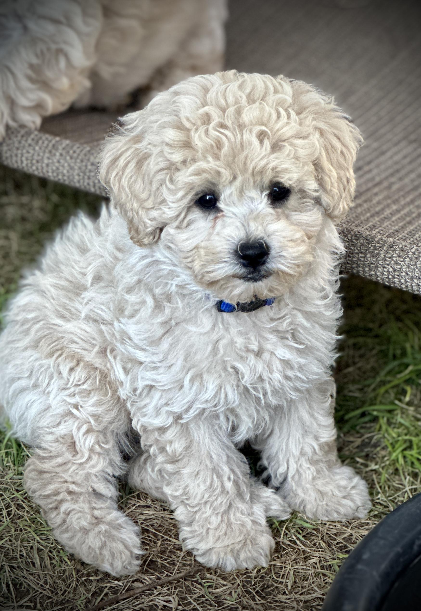 Tiny Treasures Australian Labradoodles in Idaho Australian